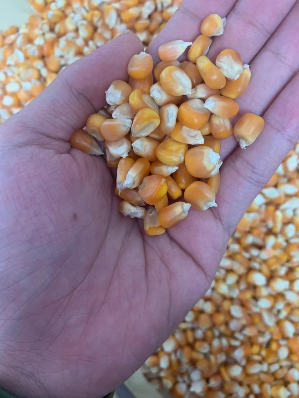 Rio Commodity Co., Ltd. Myanmar Agricultural Products Trade House