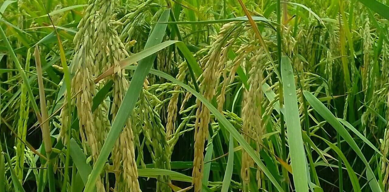 Rio Commodity Company Limited